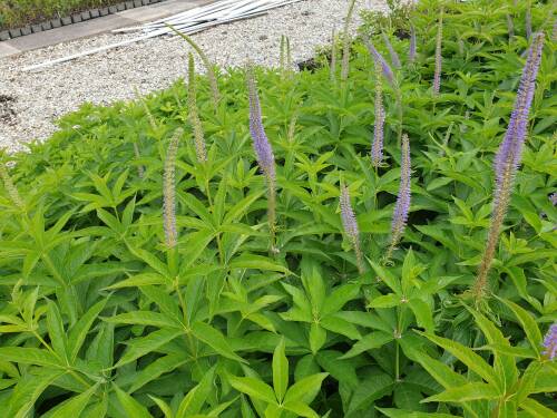 Bild von /bilder/bluehapp/thumb/verjap_Veronicastrum_japonicum___Apollo__Li_P-7200510001_T-k_Y-21_K-28_92209_aktiv_.jpg