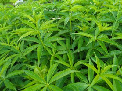 Bild von /bilder/bluehapp/thumb/verjap_Veronicastrum_japonicum___Apollo__Li_P-7200510001_T-k_Y-22_K-23_56099_aktiv_.jpg