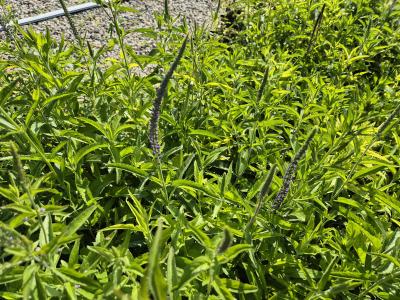 Bild von /bilder/bluehapp/thumb/verl_Veronica_longifolia_P-7182500001_T-b_Y-25_K-25_80621.jpg