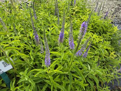 Bild von /bilder/bluehapp/thumb/verl_Veronica_longifolia_P-7182500001_T-b_Y-25_K-26_22861.jpg
