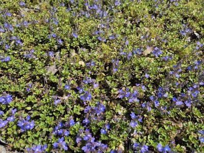 Bild von /bilder/bluehapp/thumb/verli_Veronica_liwanensis____P-7182600001_T-b_Y-26_K-19_68483.jpg
