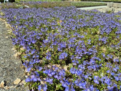 Bild von /bilder/bluehapp/thumb/verli_Veronica_liwanensis____P-7182600001_T-b_Y-26_K-20_40246.jpg