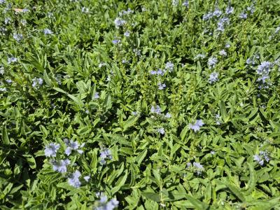 Bild von /bilder/bluehapp/thumb/verpr_Veronica_prostrata_P-7183000001_T-b_Y-25_K-25_17984.jpg