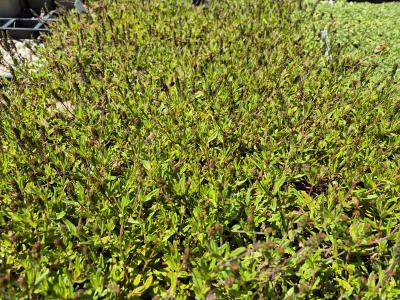 Bild von /bilder/bluehapp/thumb/verpr_Veronica_prostrata_P-7183000001_T-k_Y-25_K-19_88749.jpg
