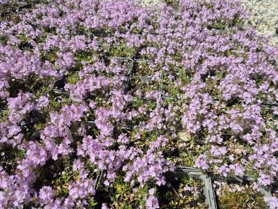 Bild von /bilder/bluehapp/thumb/verprro_Veronica_prostrata___Rosea_____P-7183050001_T-b_Y-26_K-19_26055.jpg