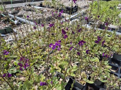 Bild von /bilder/bluehapp/thumb/verpvi_Verbascum_phoeniceum___Violetta__Li_P-7104020001_T-b_Y-26_K-20_94521.jpg