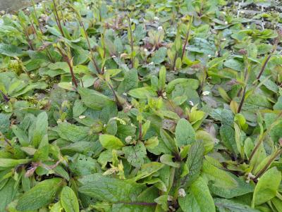 Bild von /bilder/bluehapp/thumb/verpvi_Verbascum_phoeniceum___Violetta__Li_P-7104020001_T-k_Y-24_K-17_90700_aktiv_.jpg