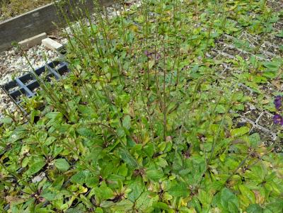 Bild von /bilder/bluehapp/thumb/verpvi_Verbascum_phoeniceum___Violetta__Li_P-7104020001_T-k_Y-24_K-18_79576_aktiv_.jpg