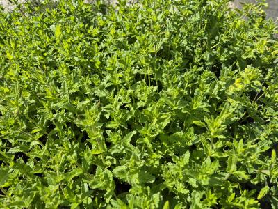 Bild von /bilder/bluehapp/thumb/vertk_Veronica_austriaca___Royal_Blue___P-7181520001_T-k_Y-26_K-19_93766.jpg