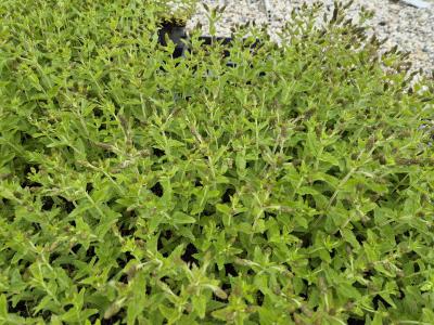 Bild von /bilder/bluehapp/thumb/vertkn_Veronica_austriaca___Knallblau______P-7181518001_T-k_Y-25_K-20_52306.jpg