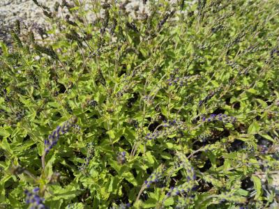 Bild von /bilder/bluehapp/thumb/vertkn_Veronica_austriaca___Knallblau______P-7181518001_T-k_Y-25_K-21_50274.jpg