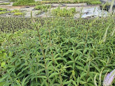 Bild von /bilder/bluehapp/thumb/vervfa_Veronicastrum_virg____Fascination______P-7201013001_T-k_Y-25_K-26_16191.jpg