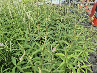 Bild von /bilder/bluehapp/thumb/vervfa_Veronicastrum_virg____Fascination______P-7201013001_T-k_Y-25_K-26_20193.jpg