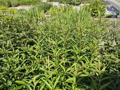 Bild von /bilder/bluehapp/thumb/vervla_Veronicastrum_virg____Lavendelturm____P-7201014001_T-k_Y-25_K-24_43299.jpg