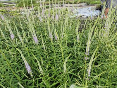 Bild von /bilder/bluehapp/thumb/vervla_Veronicastrum_virg____Lavendelturm____P-7201014001_T-k_Y-25_K-26_23639.jpg
