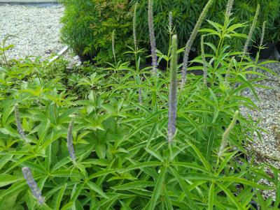 Bild von Veronicastrum virginicum Lapislazuli