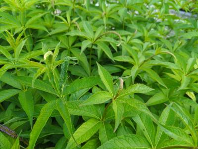 Bild von /bilder/bluehapp/thumb/vervra_Veronicastrum_virg____Red_Arrows____P-7201065001_T-k_Y-22_K-23_53760_aktiv_.jpg