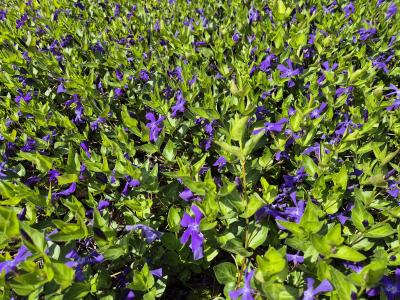 Bild von /bilder/bluehapp/thumb/vinbds_Vinca_balcanica___Darlington_Star_____P-7220320001_T-k_Y-26_K-19_43041.jpg