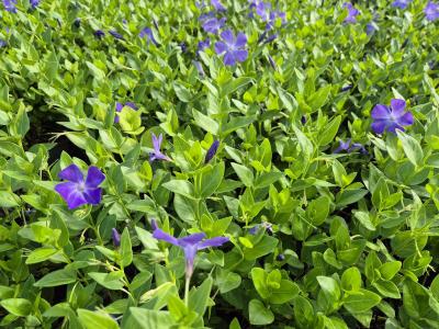 Bild von /bilder/bluehapp/thumb/vinm_Vinca_major___P-7221000001_T-b_Y-25_K-22_79579.jpg