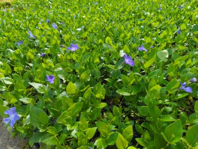 Bild von /bilder/bluehapp/thumb/vinm_Vinca_major___P-7221000001_T-k_Y-24_K-19_60229_aktiv_.jpg