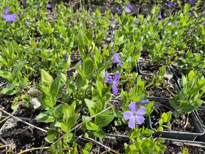 Bild von /bilder/bluehapp/thumb/vinm_Vinca_major___P-7221000001_T-k_Y-26_K-19_28461.jpg