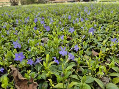 Bild von /bilder/bluehapp/thumb/vinmi_Vinca_minor_8_11Tr____P-7221508001_T-b_Y-25_K-16_16321.jpg