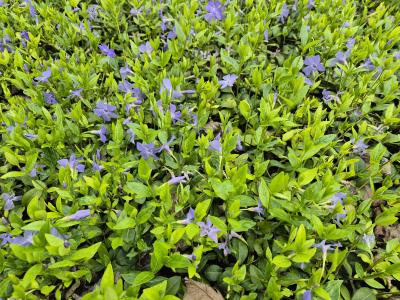Bild von /bilder/bluehapp/thumb/vinmi_Vinca_minor_8_11Tr____P-7221508001_T-b_Y-25_K-17_72452.jpg