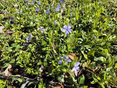 Bild von /bilder/bluehapp/thumb/vinmi_Vinca_minor_8_11Tr____P-7221508001_T-b_Y-26_K-17_93184.jpg
