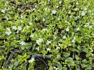 Bild von /bilder/bluehapp/thumb/vinmial_Vinca_minor___Alba_____P-7221510001_T-b_Y-25_K-17_67939.jpg