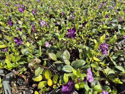 Bild von /bilder/bluehapp/thumb/vinmiat_Vinca_minor___Atropurpurea_____P-7221512001_T-b_Y-25_K-16_37690.jpg