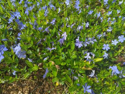 Bild von /bilder/bluehapp/thumb/vinmibo_Vinca_minor___Bowles_____P-7221515001_T-b_Y-24_K-15_87664_aktiv_.jpg