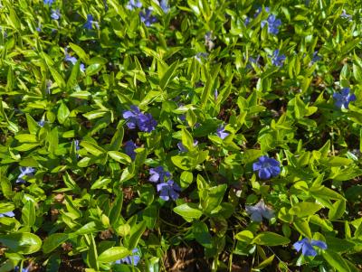 Bild von /bilder/bluehapp/thumb/vinmibo_Vinca_minor___Bowles_____P-7221515001_T-b_Y-24_K-17_22725_aktiv_.jpg