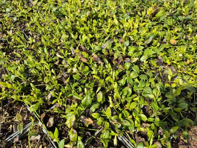 Bild von /bilder/bluehapp/thumb/vinmiel_Vinca_minor___Elisa____S____P-7221518001_T-k_Y-25_K-15_42803.jpg