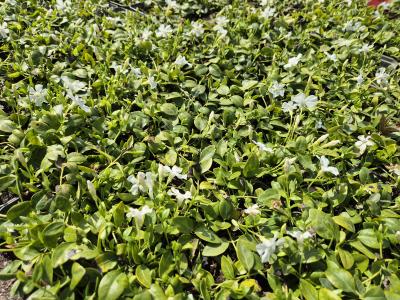 Bild von /bilder/bluehapp/thumb/vinmigj_Vinca_minor___Gertrude_Jekyll_____P-7221520001_T-b_Y-26_K-16_16204.jpg