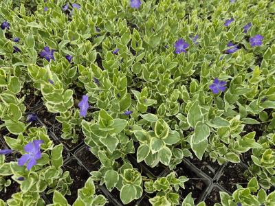 Bild von /bilder/bluehapp/thumb/vinmva_Vinca_major___Variegata_____P-7221010001_T-b_Y-25_K-20_12136.jpg