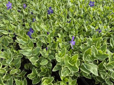 Bild von /bilder/bluehapp/thumb/vinmva_Vinca_major___Variegata_____P-7221010001_T-b_Y-25_K-22_56785.jpg
