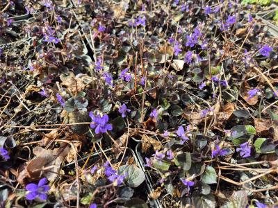Bild von /bilder/bluehapp/thumb/viol_Viola_labradorica_P-7283000001_T-b_Y-25_K-16_37599.jpg