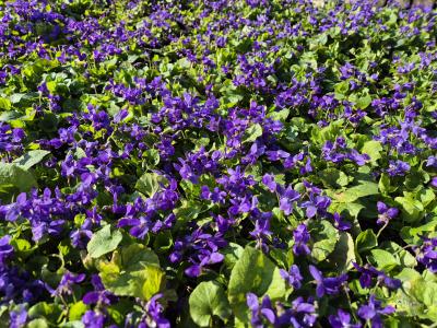 Bild von /bilder/bluehapp/thumb/viookc_Viola_odorata___Königin_Charlotte___P-7283510001_T-b_Y-25_K-13_74079.jpg