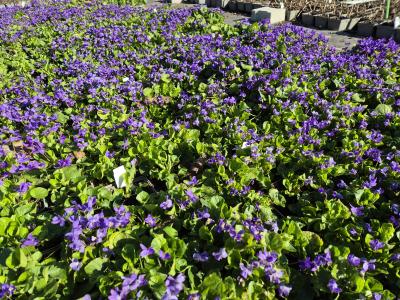 Bild von /bilder/bluehapp/thumb/viookc_Viola_odorata___Königin_Charlotte___P-7283510001_T-b_Y-25_K-14_12326.jpg