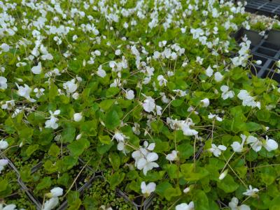 Bild von /bilder/bluehapp/thumb/viosim_Viola_sororia___Immaculata___P-7284510001_T-b_Y-23_K-19_28595_aktiv_.jpg