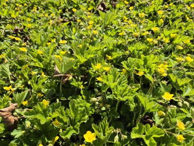 Bild von /bilder/bluehapp/thumb/walg_Waldsteinia_geoides_P-7321000001_T-b_Y-25_K-15_36041.jpg