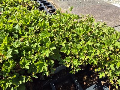 Bild von /bilder/bluehapp/thumb/walg_Waldsteinia_geoides_P-7321000001_T-k_Y-25_K-14_60291.jpg